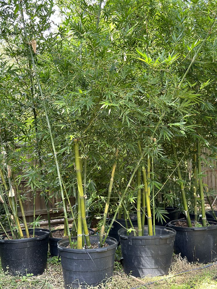 bambusa-malingensis-maling-bamboo-seabreeze-bamboo