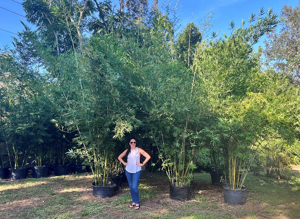 bambusa-malingensis-maling-bamboo-seabreeze-bamboo