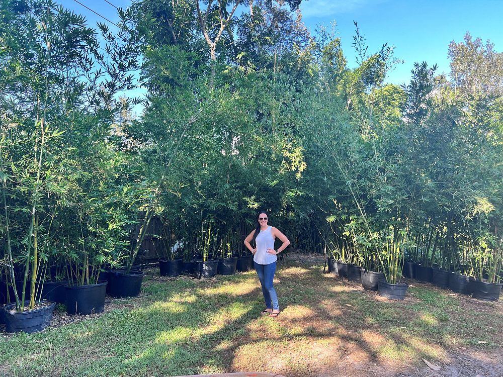 bambusa-malingensis-maling-bamboo-seabreeze-bamboo