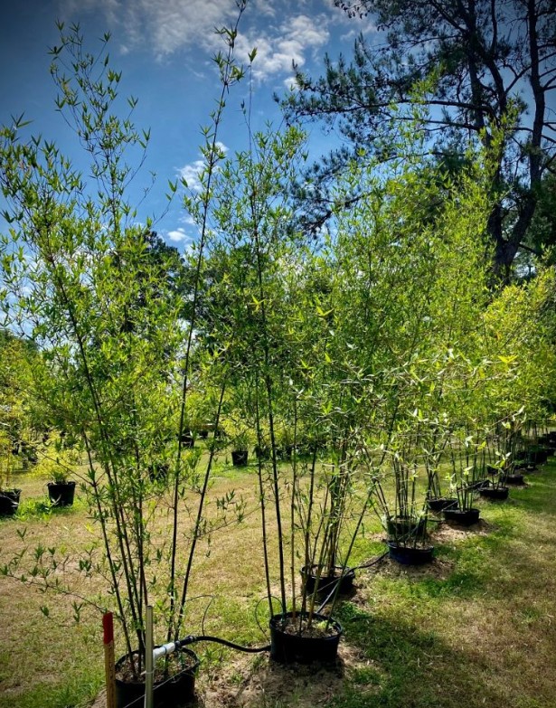 bambusa-malingensis-maling-bamboo-seabreeze-bamboo
