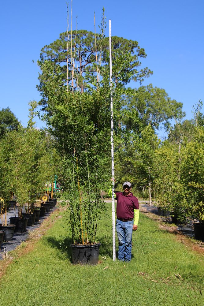 bambusa-malingensis-maling-bamboo-seabreeze-bamboo