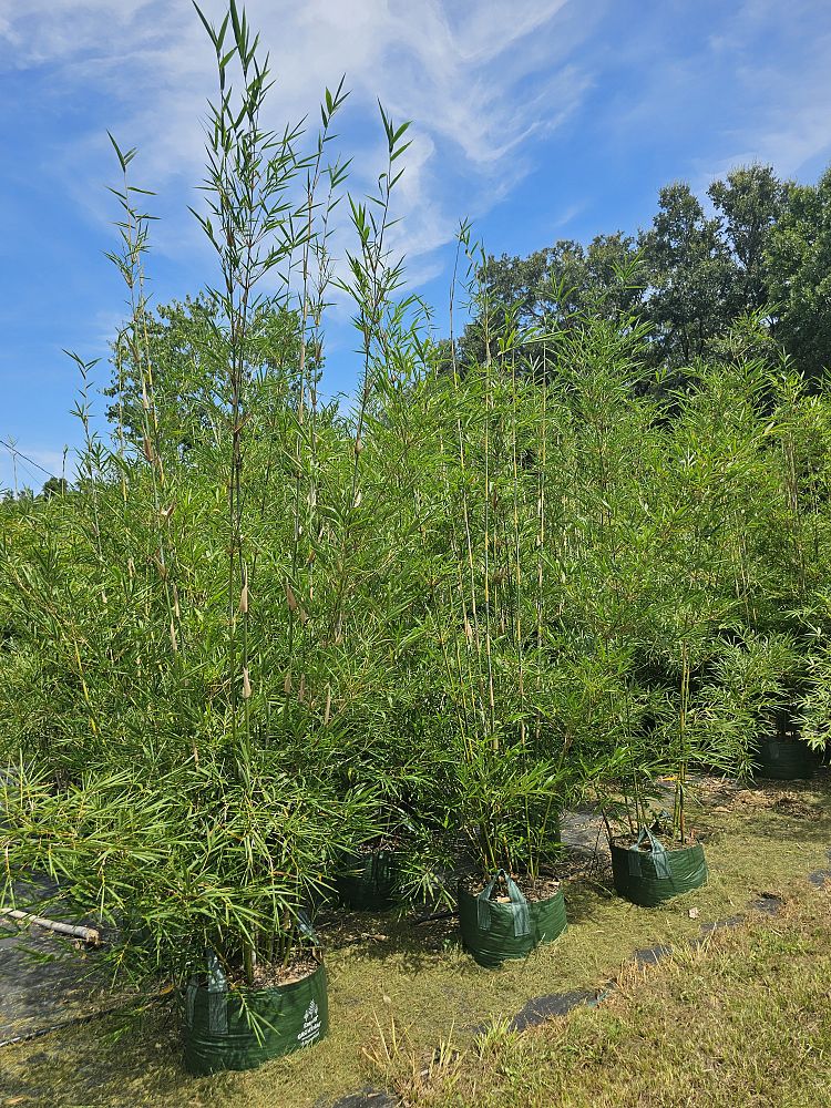 bambusa-malingensis-maling-bamboo-seabreeze-bamboo