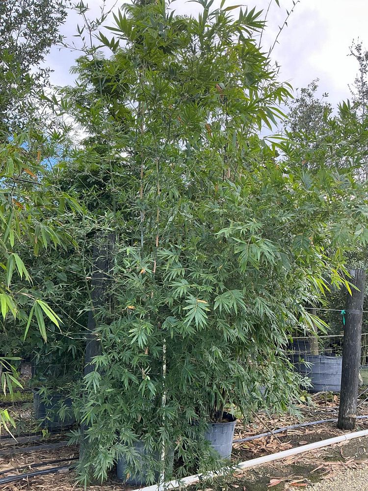 bambusa-malingensis-maling-bamboo-seabreeze-bamboo