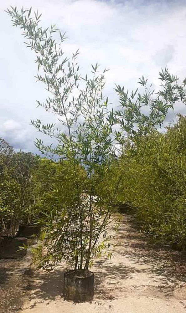 bambusa-malingensis-maling-bamboo-seabreeze-bamboo