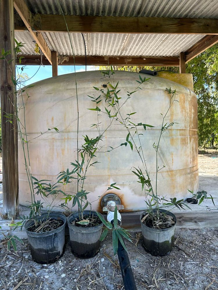 bambusa-malingensis-maling-bamboo-seabreeze-bamboo