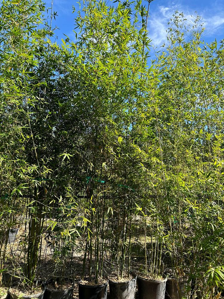 bambusa-malingensis-maling-bamboo-seabreeze-bamboo