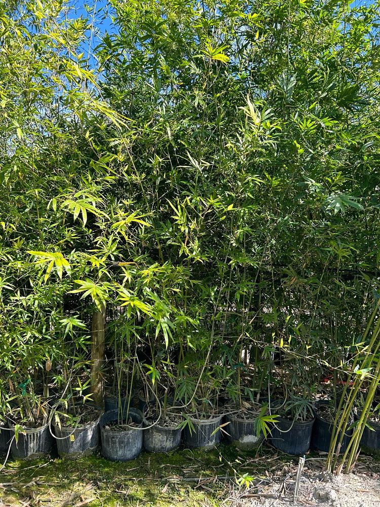 bambusa-malingensis-maling-bamboo-seabreeze-bamboo