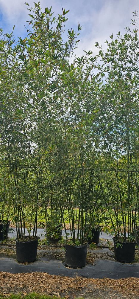 bambusa-malingensis-maling-bamboo-seabreeze-bamboo