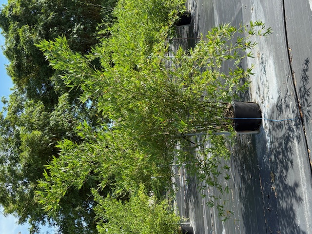 bambusa-malingensis-maling-bamboo-seabreeze-bamboo