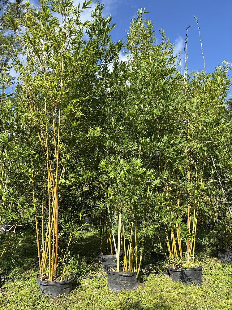 bambusa-malingensis-maling-bamboo-seabreeze-bamboo