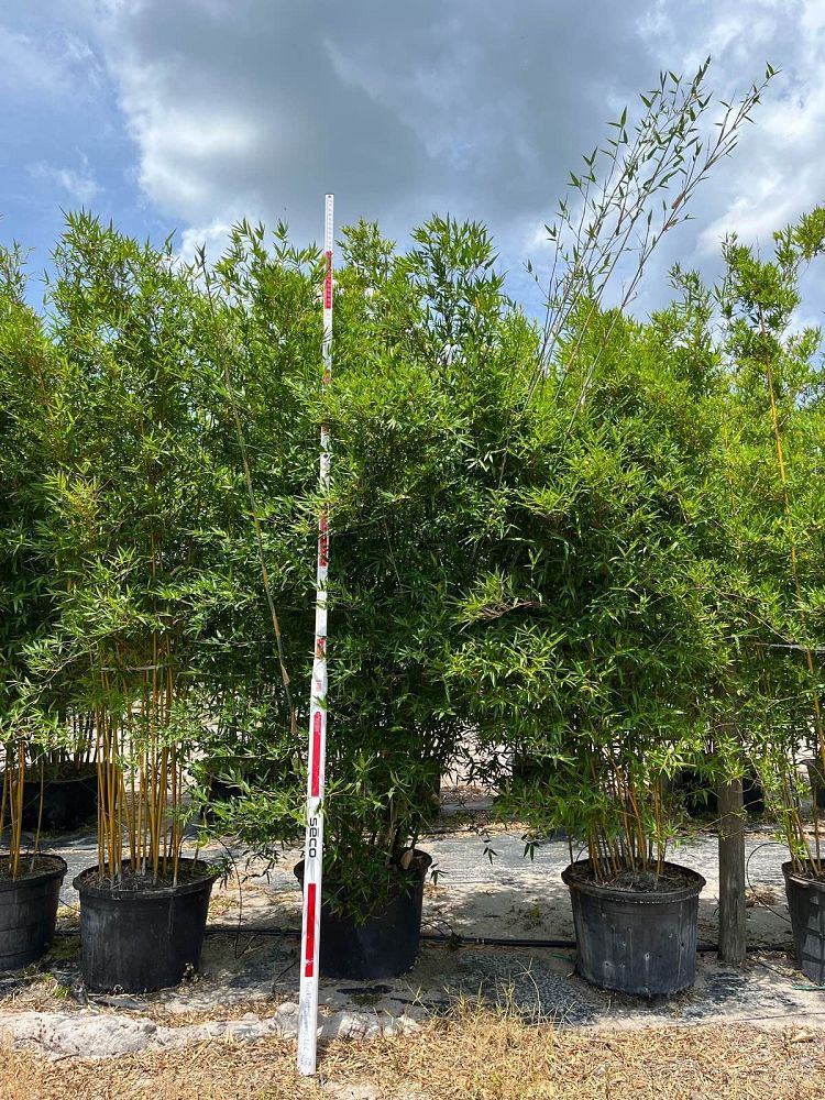 bambusa-malingensis-maling-bamboo-seabreeze-bamboo
