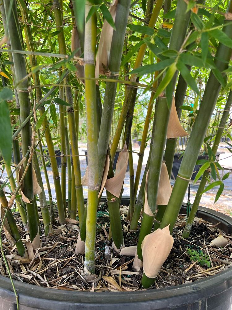 bambusa-malingensis-maling-bamboo-seabreeze-bamboo