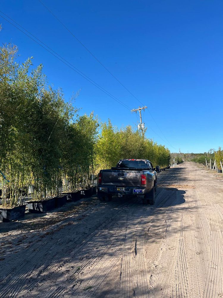 bambusa-malingensis-maling-bamboo-seabreeze-bamboo