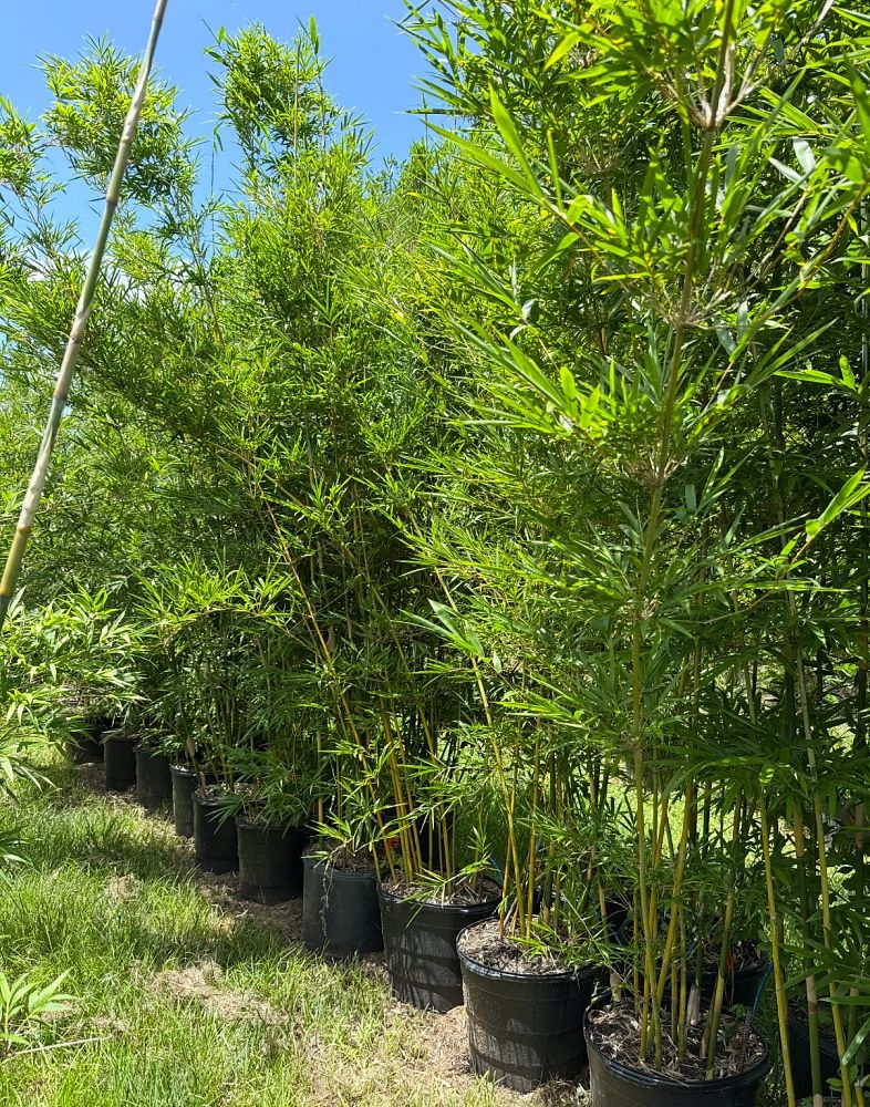 bambusa-malingensis-maling-bamboo-seabreeze-bamboo