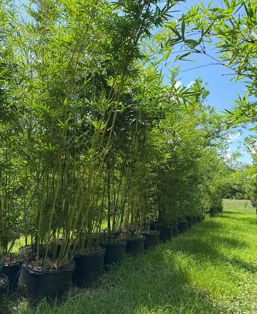bambusa-malingensis-maling-bamboo-seabreeze-bamboo