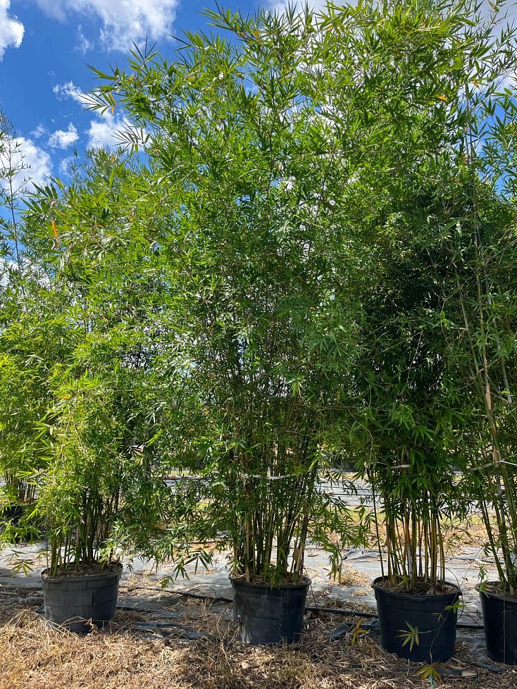 bambusa-malingensis-maling-bamboo-seabreeze-bamboo
