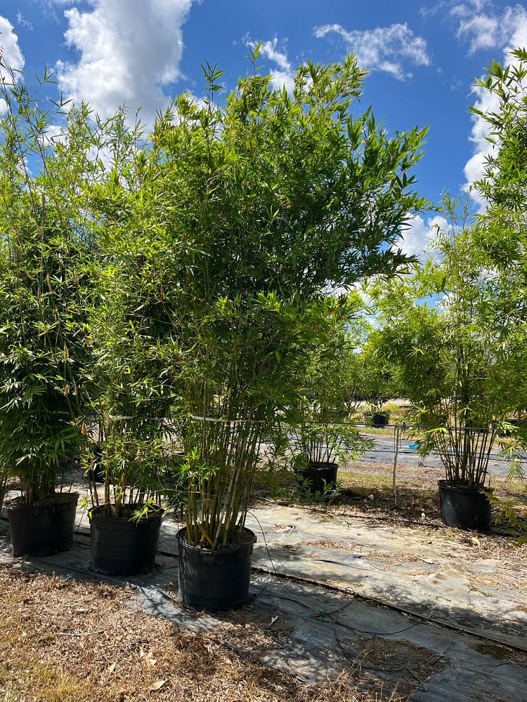bambusa-malingensis-maling-bamboo-seabreeze-bamboo
