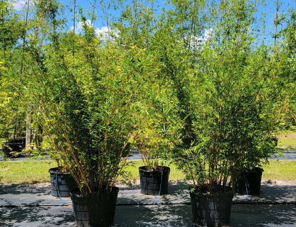 New Shoots Bamboo Nursery | plantANT.com