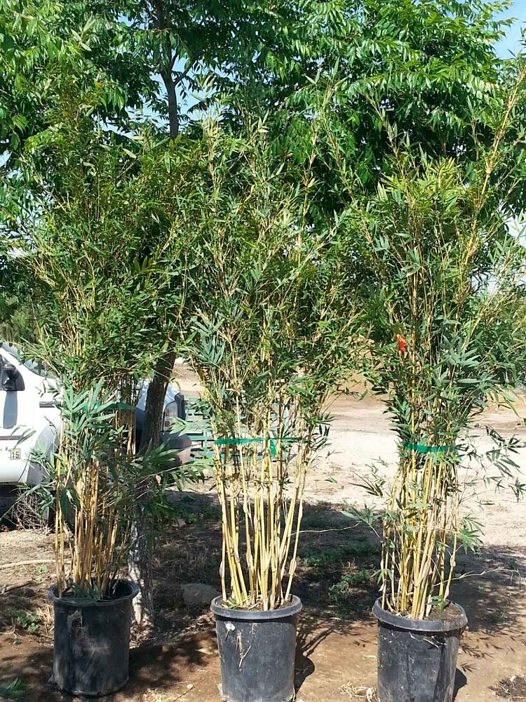 bambusa-multiplex-alphonse-karr-alphonse-karr-bamboo