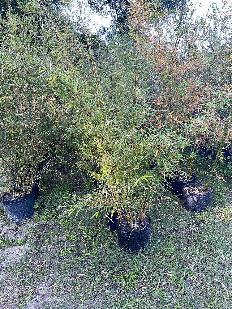 bambusa-multiplex-alphonse-karr-alphonse-karr-bamboo