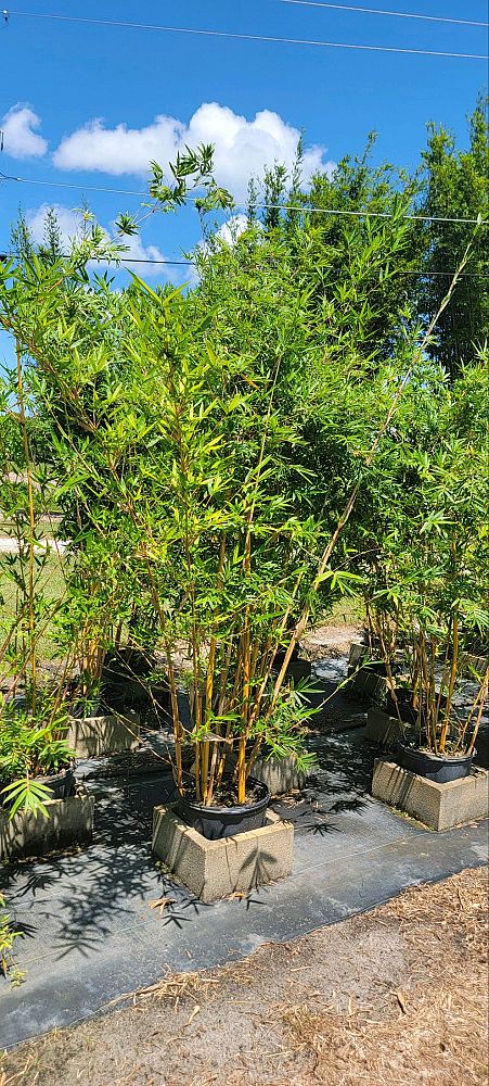 bambusa-multiplex-alphonse-karr-alphonse-karr-bamboo