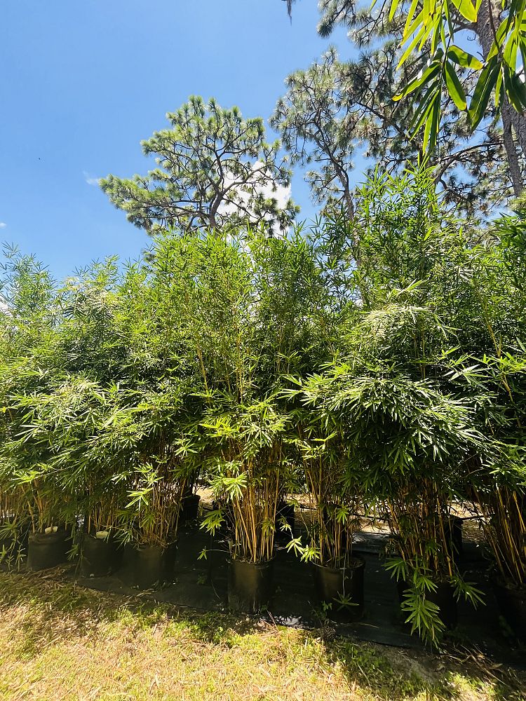 bambusa-multiplex-alphonse-karr-alphonse-karr-bamboo