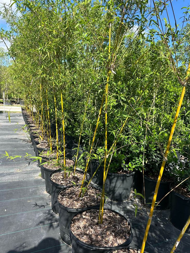 bambusa-multiplex-alphonse-karr-alphonse-karr-bamboo