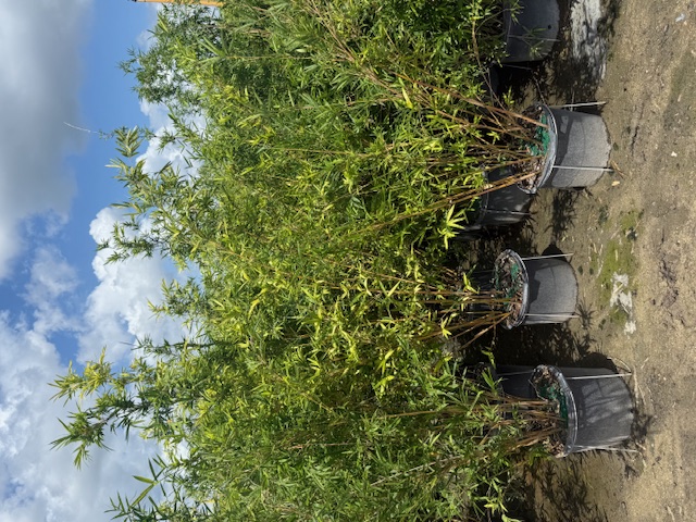 bambusa-multiplex-alphonse-karr-alphonse-karr-bamboo
