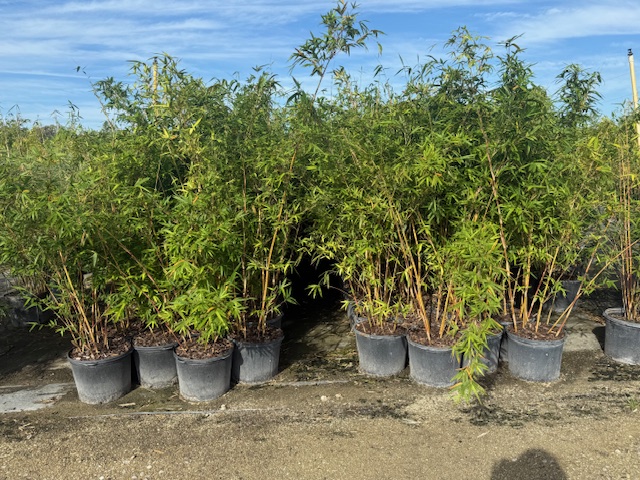 bambusa-multiplex-alphonse-karr-alphonse-karr-bamboo