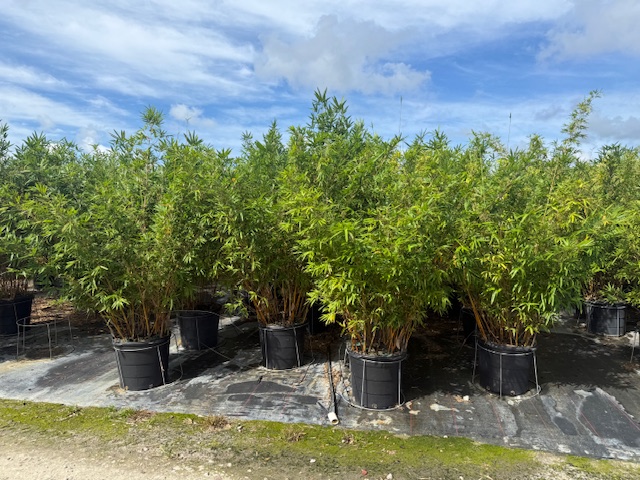 bambusa-multiplex-alphonse-karr-alphonse-karr-bamboo