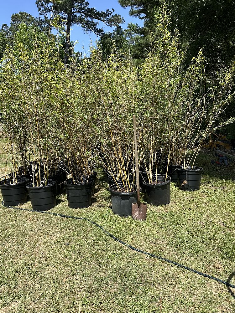 bambusa-multiplex-alphonse-karr-alphonse-karr-bamboo