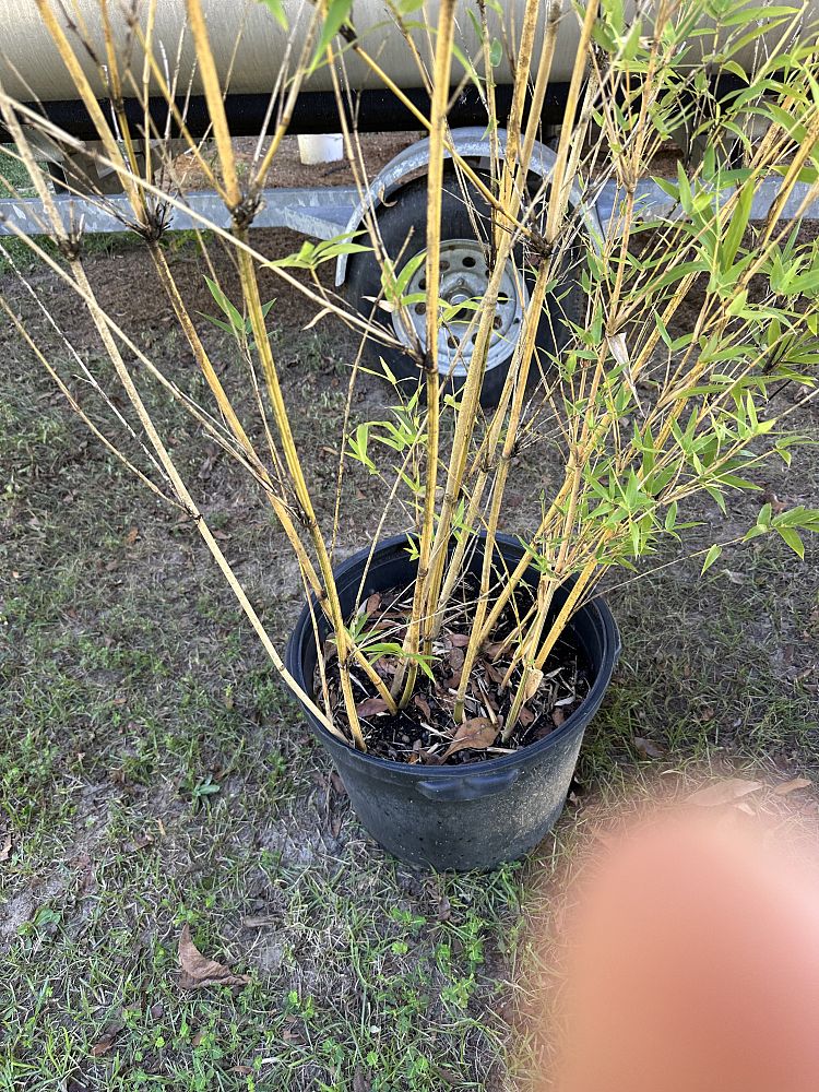 bambusa-multiplex-alphonse-karr-alphonse-karr-bamboo