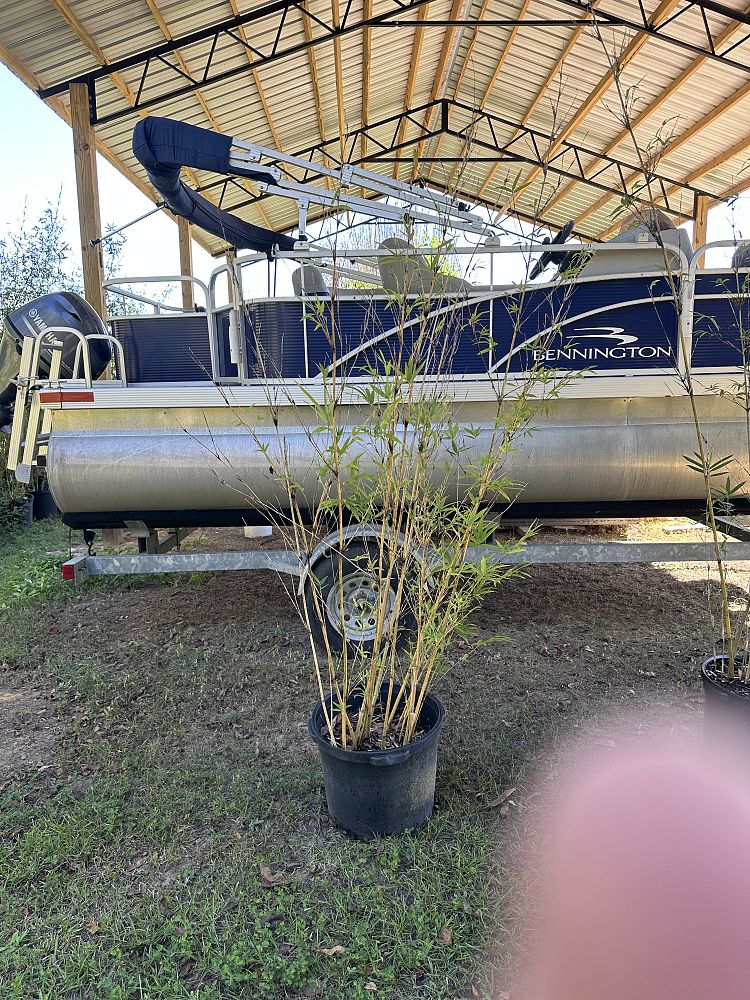 bambusa-multiplex-alphonse-karr-alphonse-karr-bamboo