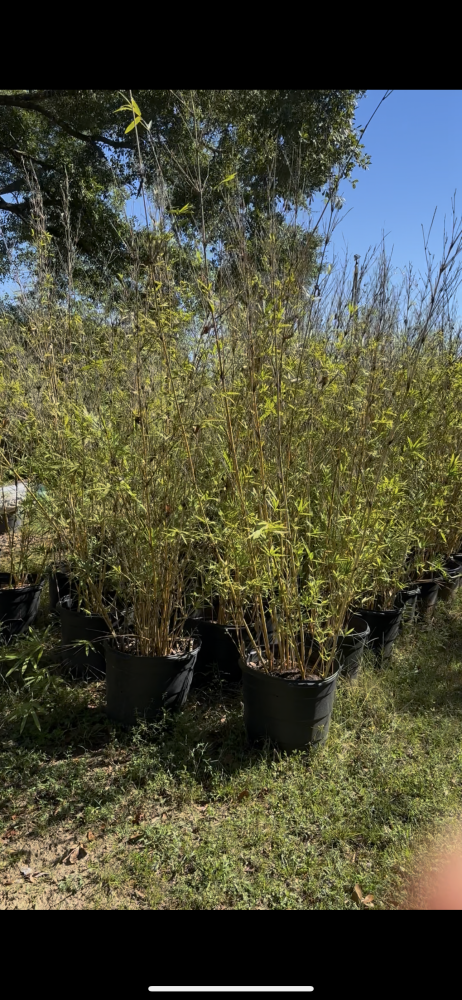 bambusa-multiplex-alphonse-karr-alphonse-karr-bamboo