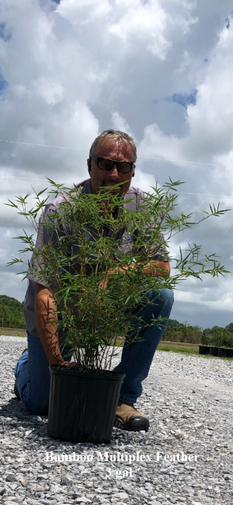 bambusa-multiplex-featherleaf-bamboo