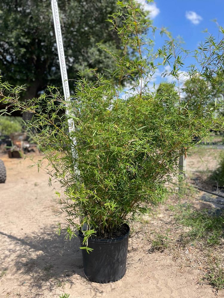 bambusa-multiplex-featherleaf-bamboo