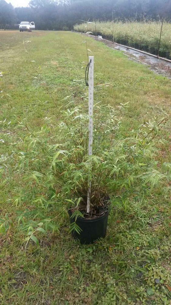 bambusa-multiplex-fernleaf-bamboo