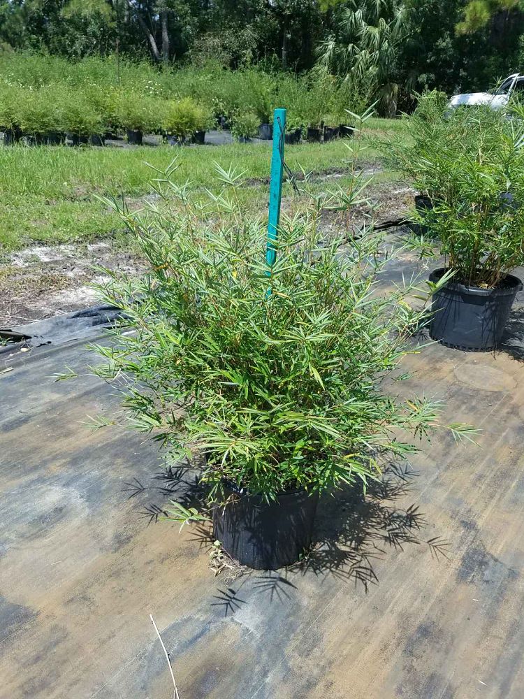 bambusa-multiplex-fernleaf-bamboo