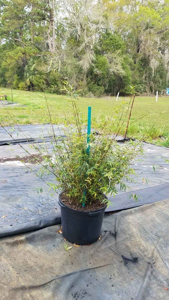 bambusa-multiplex-fernleaf-bamboo