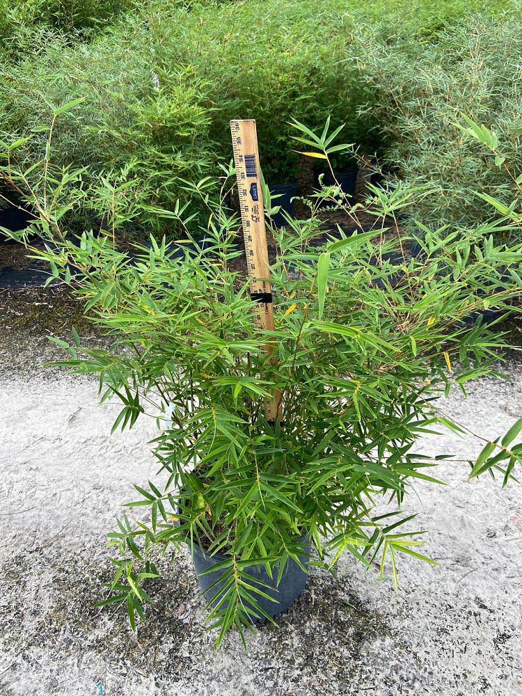 bambusa-multiplex-fernleaf-bamboo