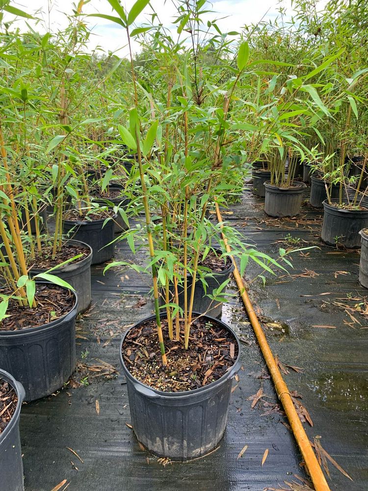 bambusa-multiplex-fernleaf-bamboo