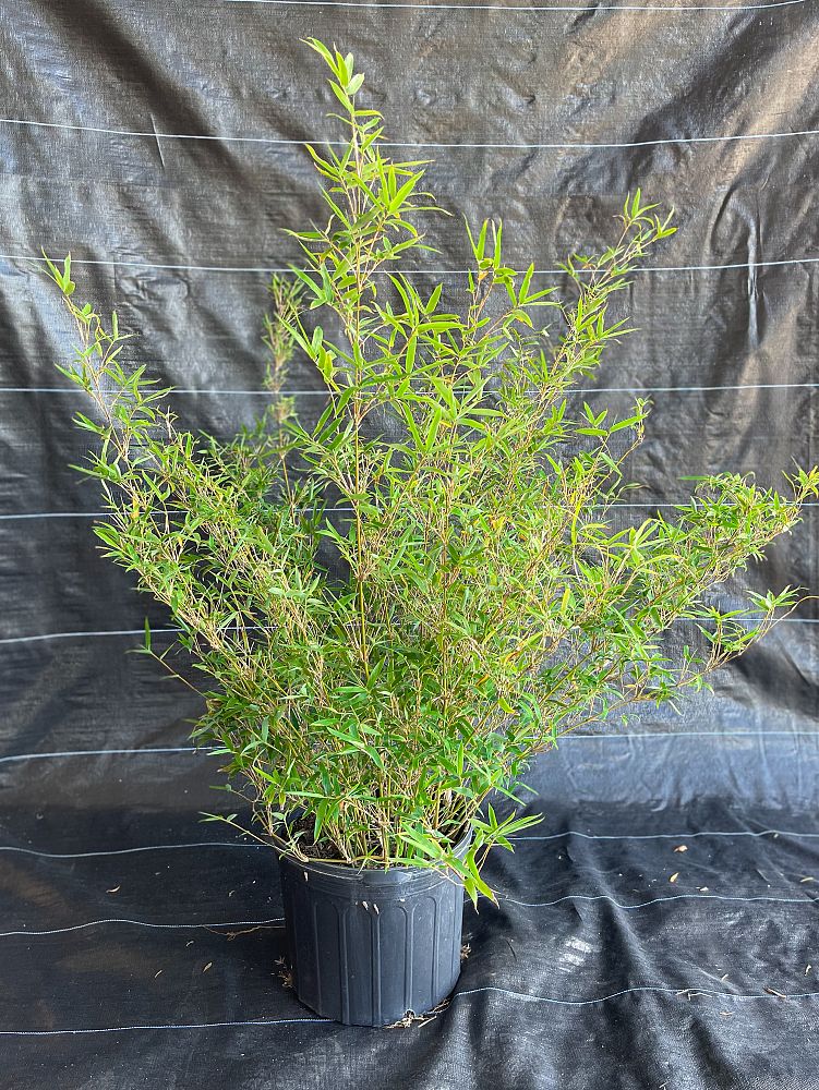 bambusa-multiplex-fernleaf-bamboo
