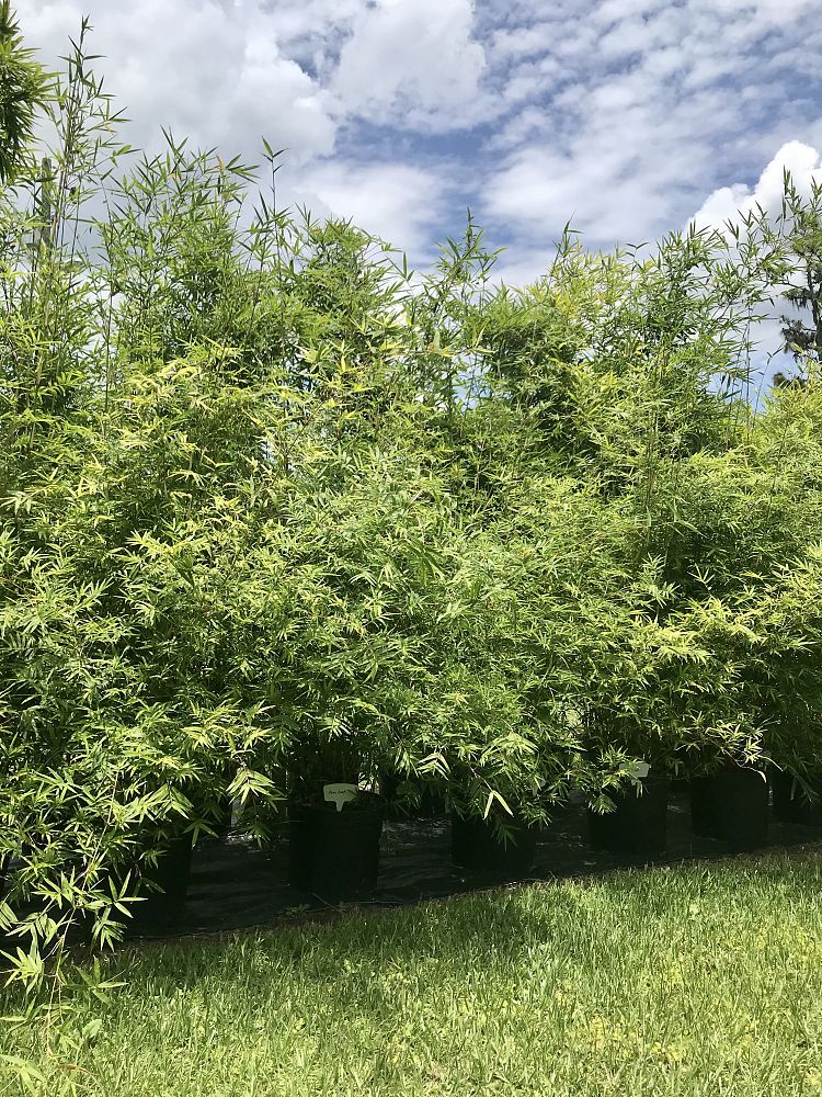 bambusa-multiplex-fernleaf-bamboo