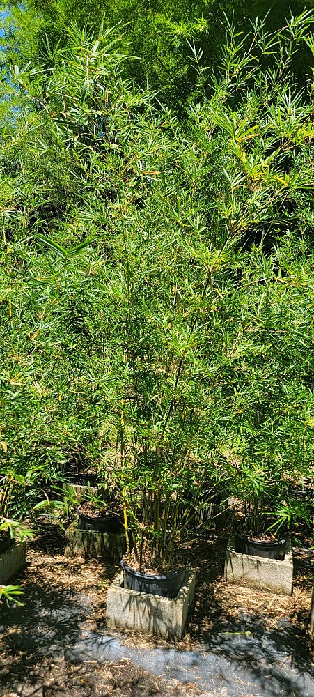 bambusa-multiplex-fernleaf-bamboo