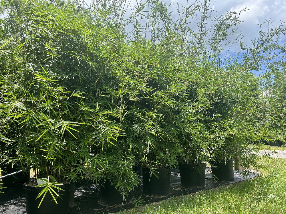 bambusa-multiplex-fernleaf-bamboo