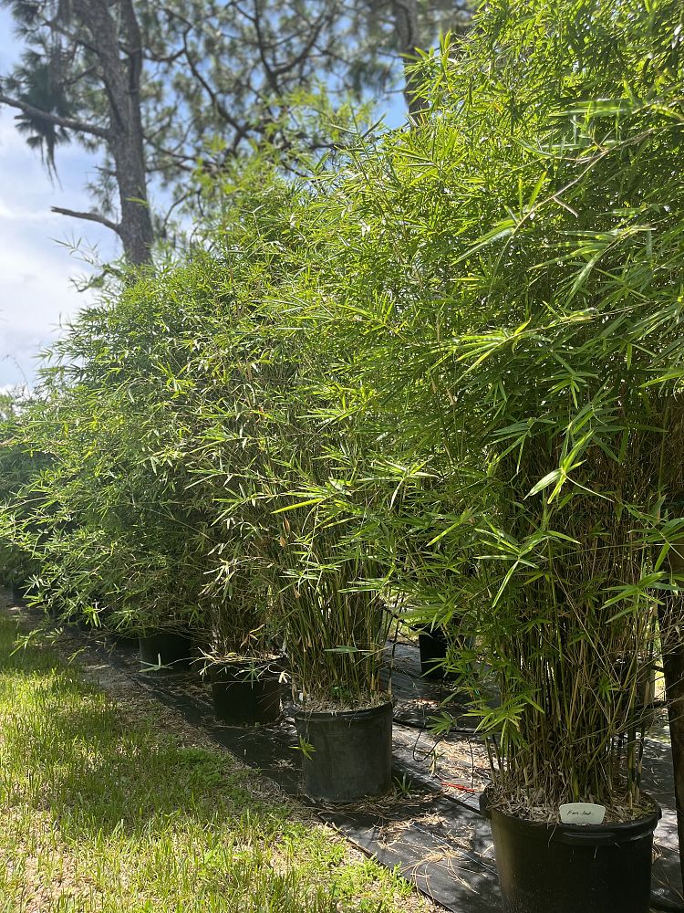 bambusa-multiplex-fernleaf-bamboo