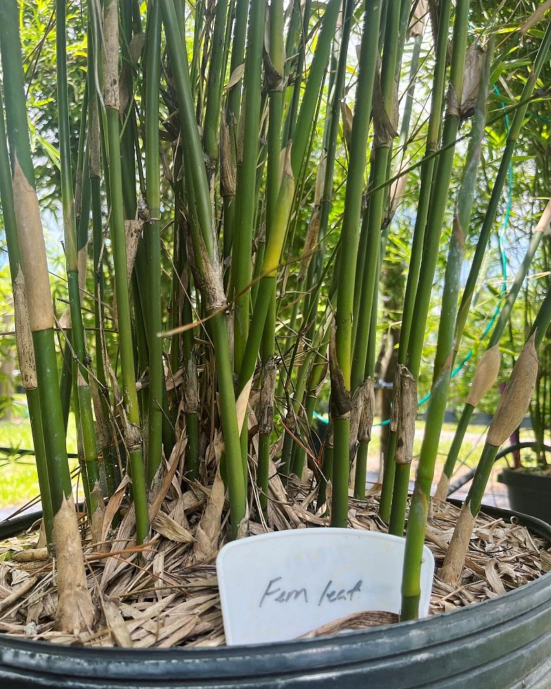 bambusa-multiplex-fernleaf-bamboo