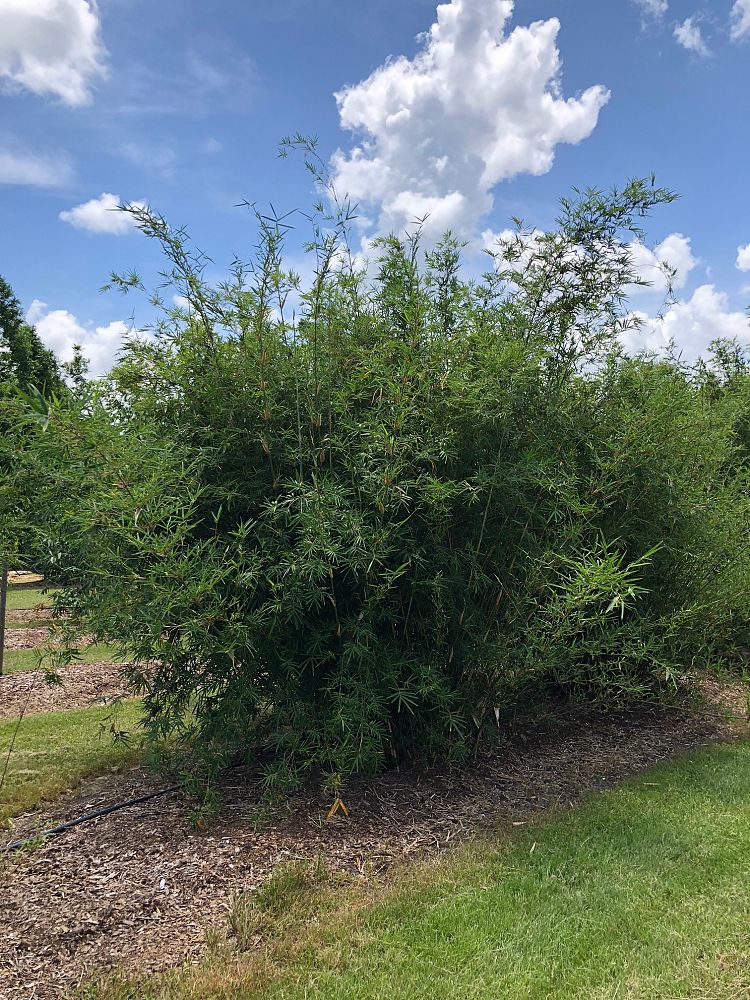 bambusa-multiplex-fernleaf-bamboo