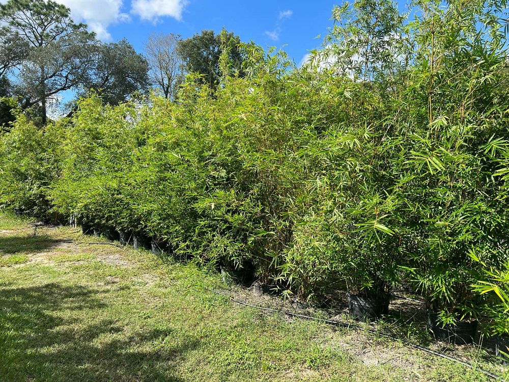 bambusa-multiplex-fernleaf-bamboo