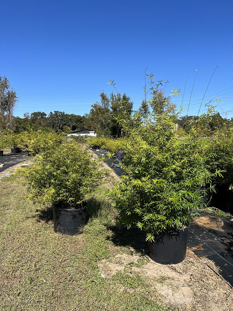 bambusa-multiplex-fernleaf-bamboo